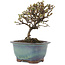 Cotoneaster horizontalis, 13 cm, ± 5 ans