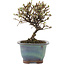 Cotoneaster horizontalis, 13 cm, ± 5 years old