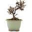 Cotoneaster horizontalis, 12 cm, ± 5 years old