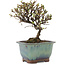 Cotoneaster horizontalis, 13 cm, ± 5 years old