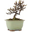 Cotoneaster horizontalis, 12 cm, ± 5 ans