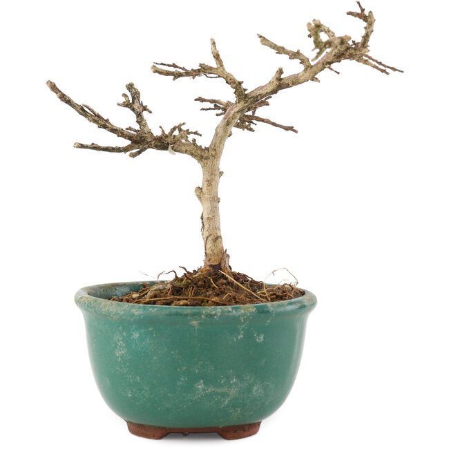 Lagerstroemia indica, 10 cm, ± 4 anni