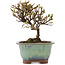 Cotoneaster horizontalis, 13 cm, ± 5 ans