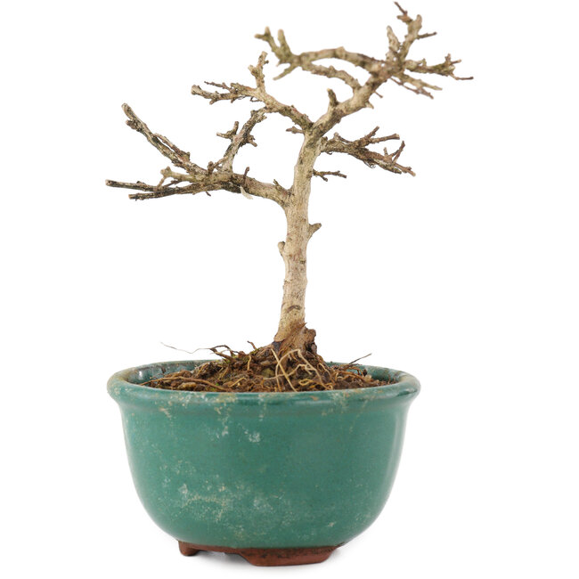 Lagerstroemia indica, 10 cm, ± 4 years old