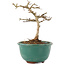 Lagerstroemia indica, 10 cm, ± 4 years old