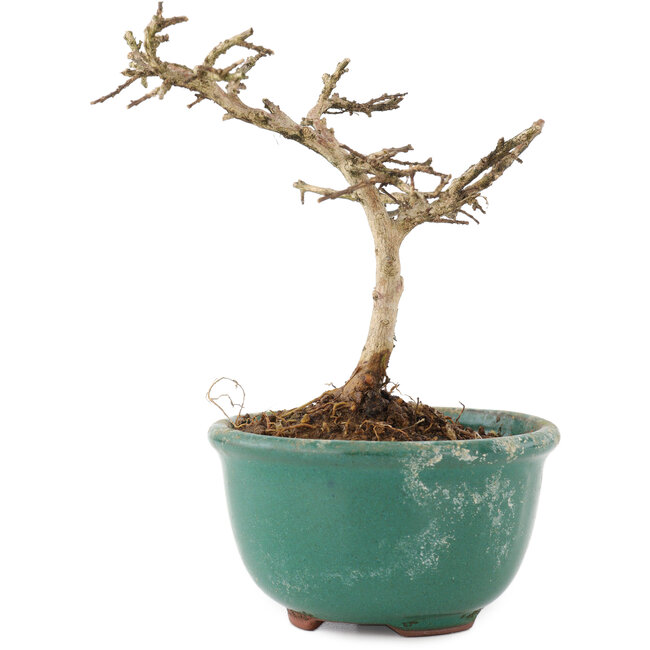 Lagerstroemia indica, 10 cm, ± 4 anni