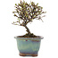 Cotoneaster horizontalis, 13 cm, ± 5 Jahre alt