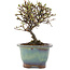 Cotoneaster horizontalis, 13 cm, ± 5 years old