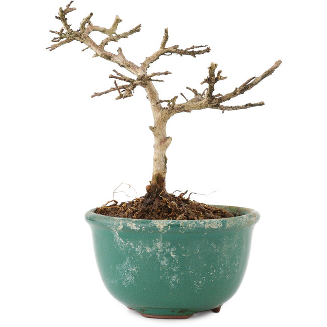 Lagerstroemia indica, 10 cm, ± 4 jaar oud