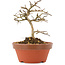 Lagerstroemia indica, 10,5 cm, ± 4 years old