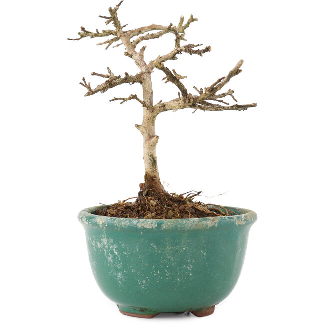 Lagerstroemia indica, 10 cm, ± 4 ans