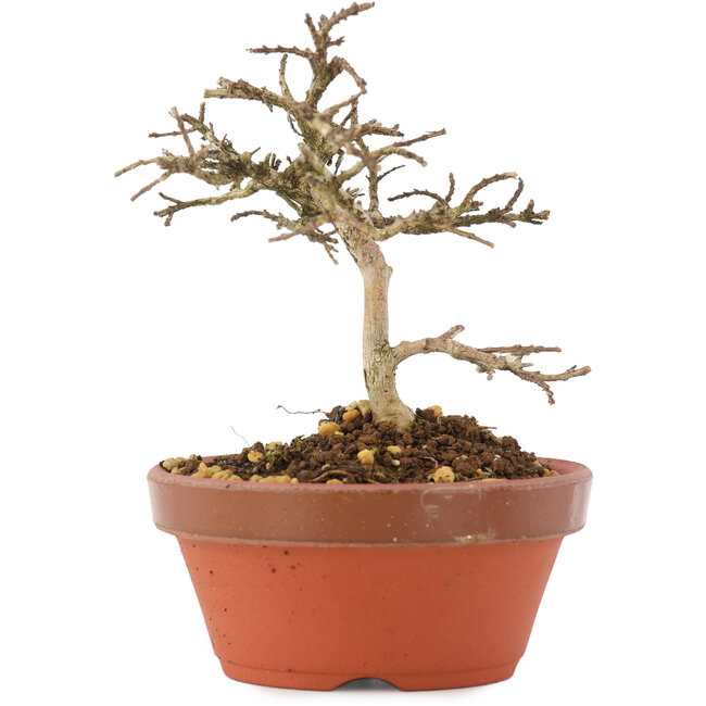 Lagerstroemia indica, 10,5 cm, ± 4 jaar oud