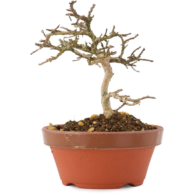 Lagerstroemia indica, 10,5 cm, ± 4 Jahre alt