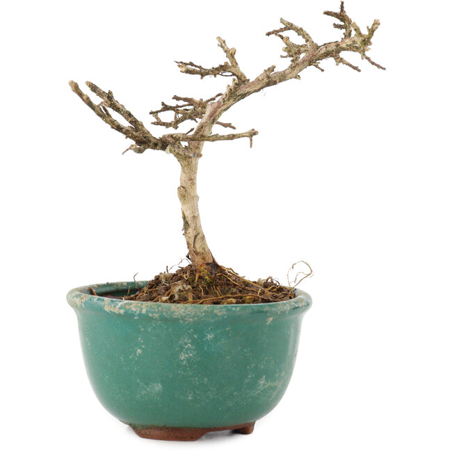 Lagerstroemia indica, 10 cm, ± 4 anni