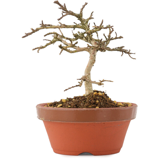 Lagerstroemia indica, 10,5 cm, ± 4 jaar oud