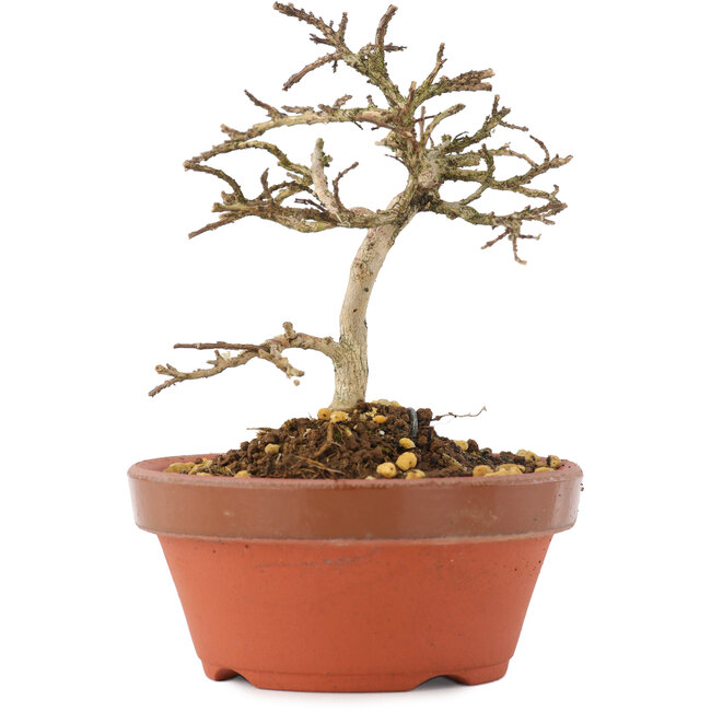 Lagerstroemia indica, 10,5 cm, ± 4 años