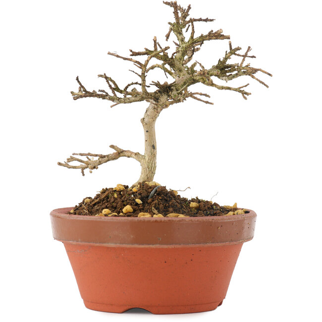 Lagerstroemia indica, 10,5 cm, ± 4 años