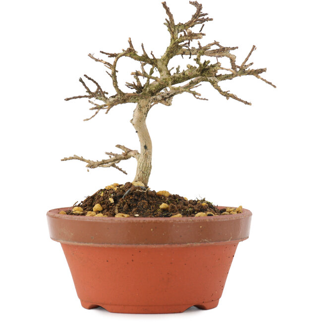 Lagerstroemia indica, 10,5 cm, ± 4 años