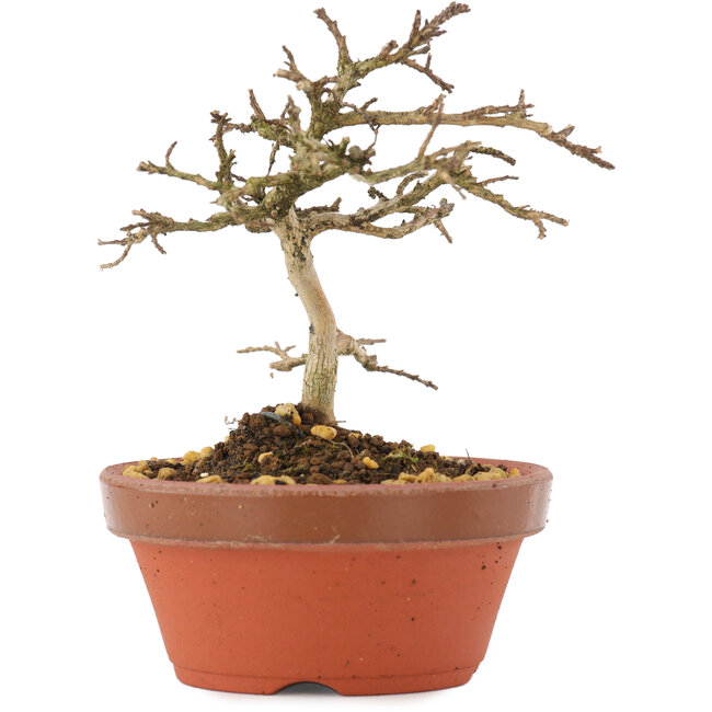 Lagerstroemia indica, 10,5 cm, ± 4 años