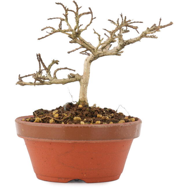 Lagerstroemia indica, 8,5 cm, ± 4 years old