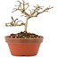 Lagerstroemia indica, 8,5 cm, ± 4 years old