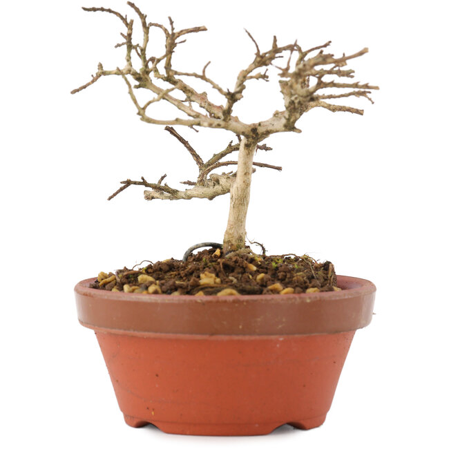 Lagerstroemia indica, 8,5 cm, ± 4 años