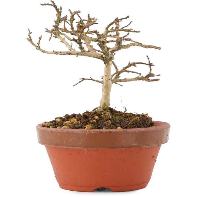 Lagerstroemia indica, 8,5 cm, ± 4 ans