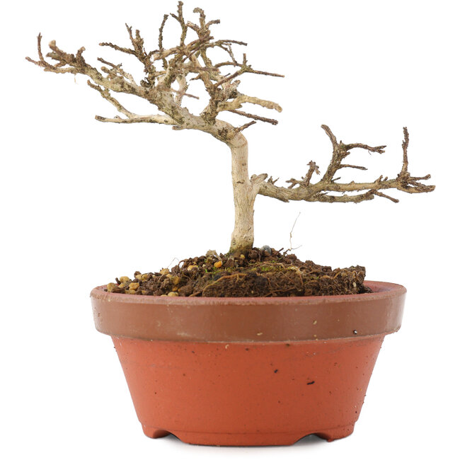 Lagerstroemia indica, 8,5 cm, ± 4 anni