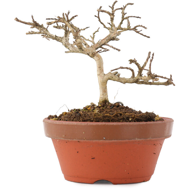 Lagerstroemia indica, 8,5 cm, ± 4 años