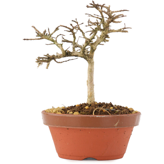 Lagerstroemia indica, 10,5 cm, ± 4 ans