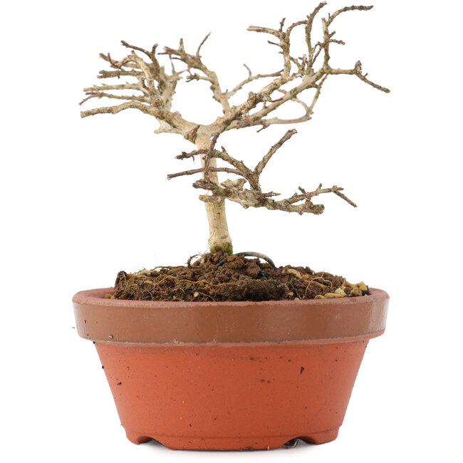 Lagerstroemia indica, 8,5 cm, ± 4 jaar oud