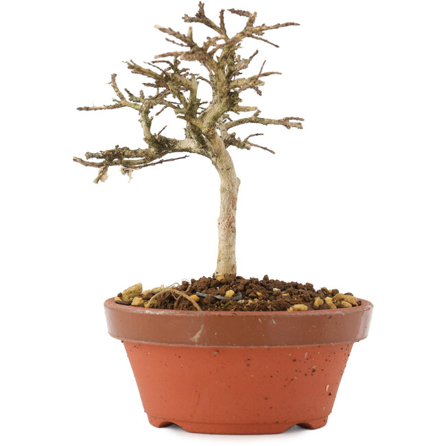 Lagerstroemia indica, 10,5 cm, ± 4 anni