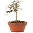 Lagerstroemia indica, 10,5 cm, ± 4 Jahre alt