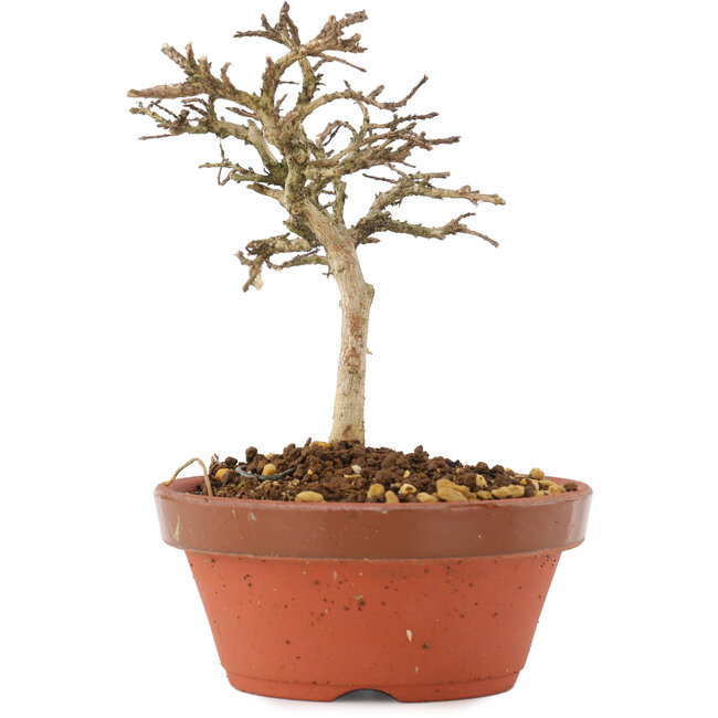 Lagerstroemia indica, 10,5 cm, ± 4 Jahre alt