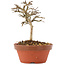 Lagerstroemia indica, 10,5 cm, ± 4 Jahre alt
