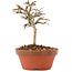 Lagerstroemia indica, 10,5 cm, ± 4 years old