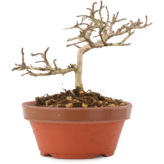 Lagerstroemia indica, 8,5 cm, ± 4 Jahre alt