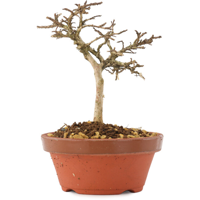 Lagerstroemia indica, 10,5 cm, ± 4 años