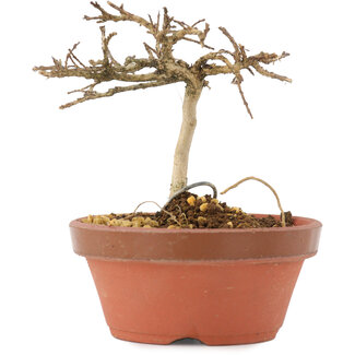 Lagerstroemia indica, 8 cm, ± 4 years old