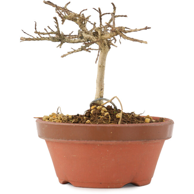 Lagerstroemia indica, 8 cm, ± 4 jaar oud