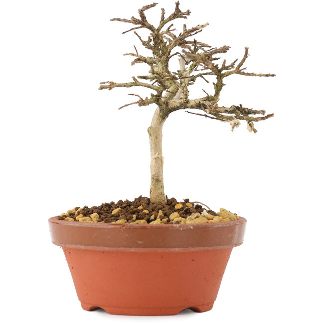 Lagerstroemia indica, 10,5 cm, ± 4 anni