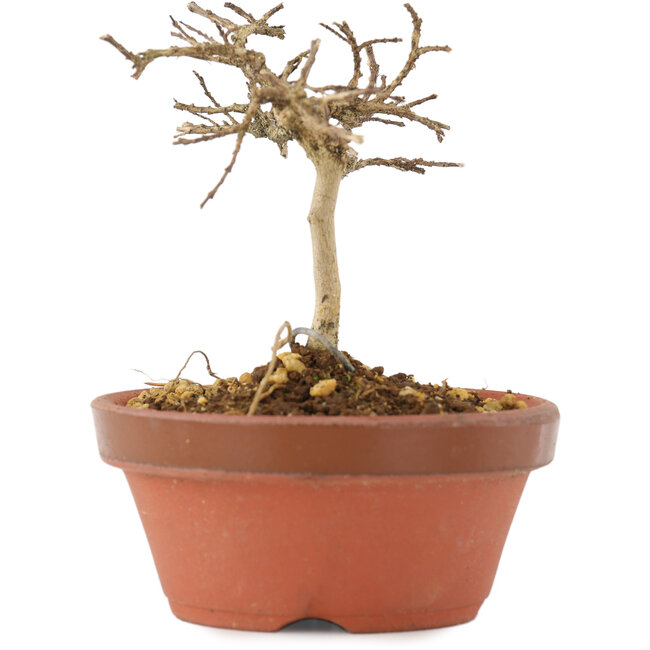 Lagerstroemia indica, 8 cm, ± 4 anni