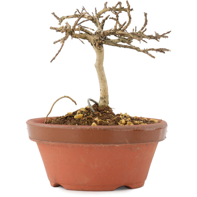 Lagerstroemia indica, 8 cm, ± 4 ans