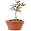 Lagerstroemia indica, 10,5 cm, ± 4 ans