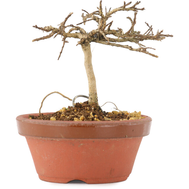 Lagerstroemia indica, 8 cm, ± 4 ans