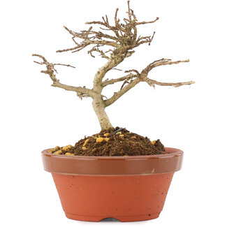 Lagerstroemia indica, 9,5 cm, ± 4 years old