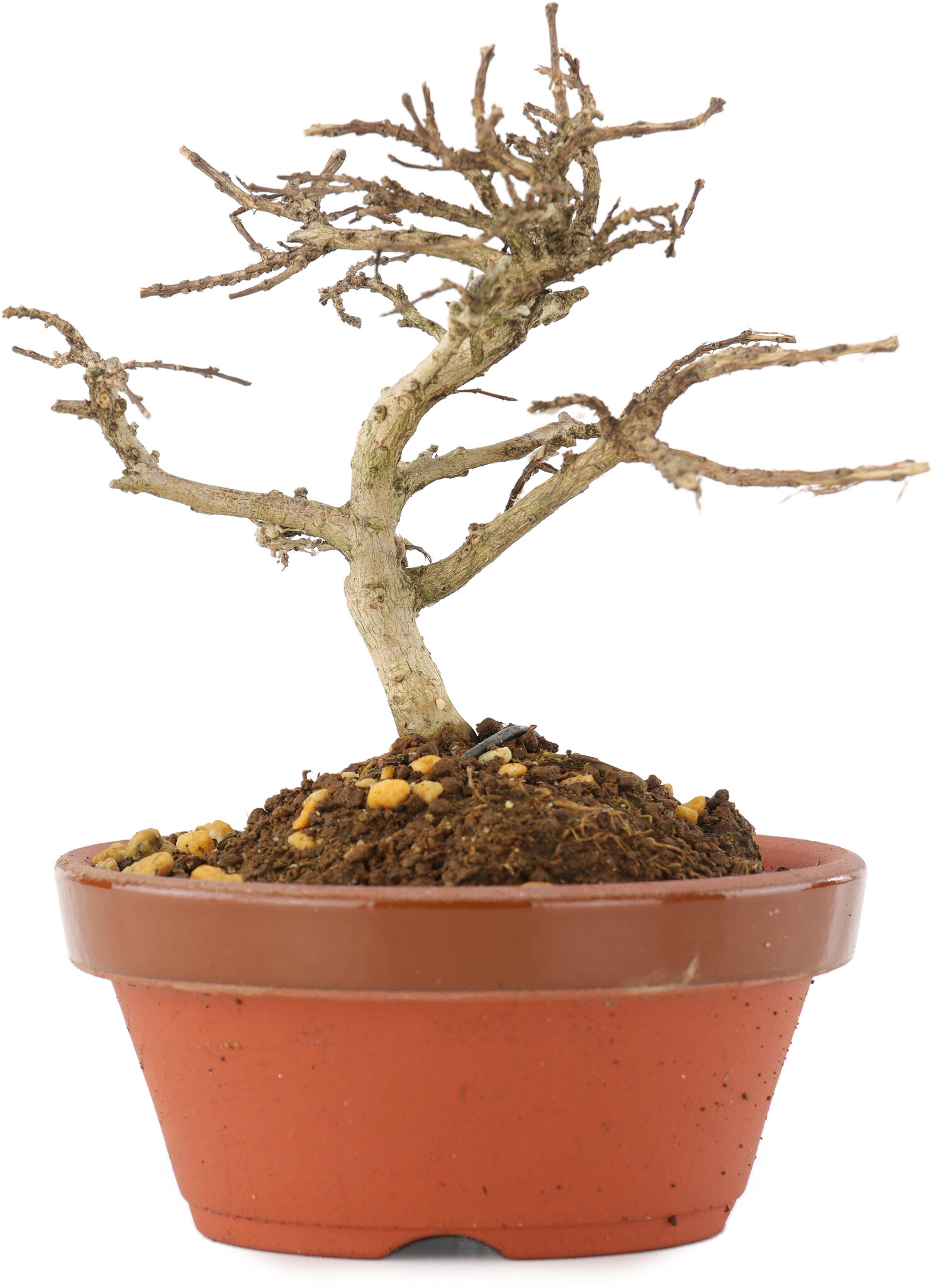 Lagerstroemia indica, 9,5 cm,  4 years old - Bonsai Plaza