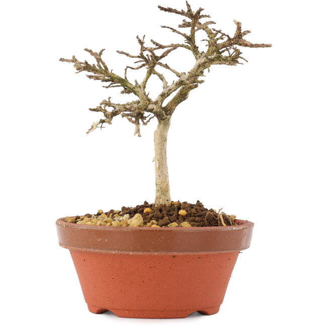 Lagerstroemia indica, 10,5 cm, ± 4 Jahre alt