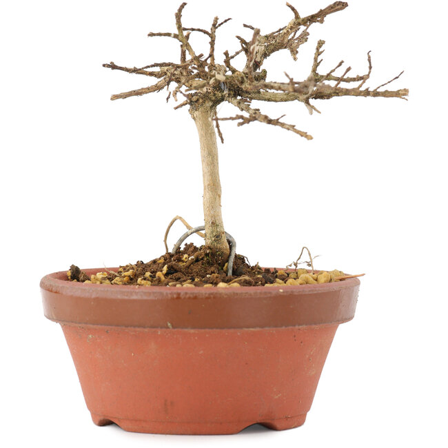 Lagerstroemia indica, 8 cm, ± 4 anni