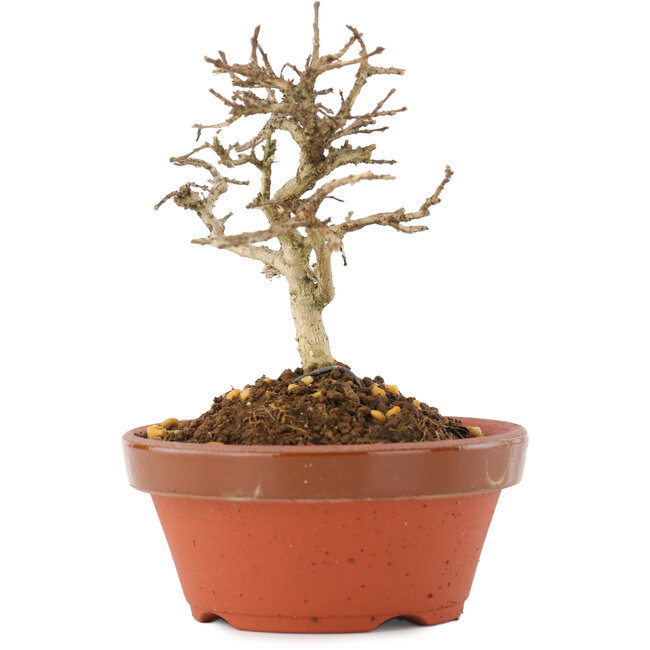 Lagerstroemia indica, 9,5 cm, ± 4 anni